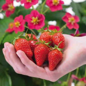 Клубника "ТРИСТАН" (6 шт.)